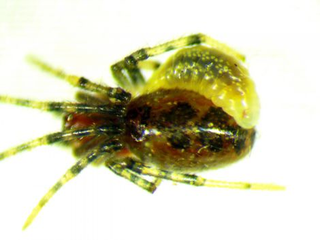 La larva de Zatypota se aferra a su huésped, una araña Anelosimus eximius. Imagen: Philippe Fernandez-Fournier